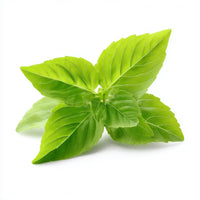 Holy Basil Leaf